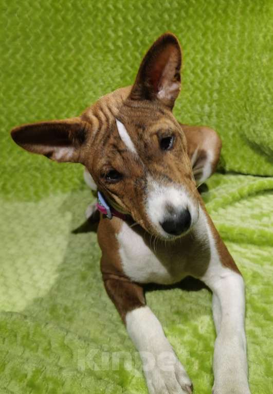 Собаки в Электроуглях: Продажа щенков басенджи Девочка, 40 000 руб. - фото 5