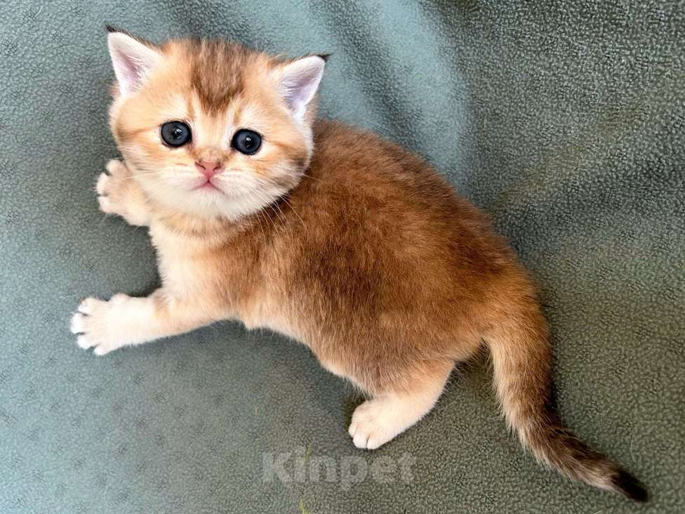 Кошки в Москве: Девочка Золотая плюшевая шиншилла Девочка, 25 000 руб. - фото 5