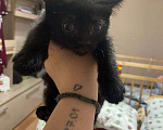 Кошки в Екатеринбурге: отдам котенка в добрые руки Девочка, Бесплатно - фото 1
