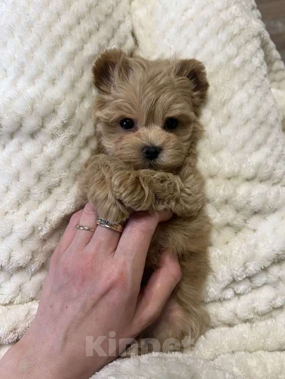 Собаки в Москве: Мальтипу f1 Мальчик, 180 000 руб. - фото 4