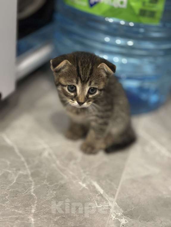 Кошки в Нижнем Новгороде: Вислоухий тигренок  Мальчик, 3 000 руб. - фото 2