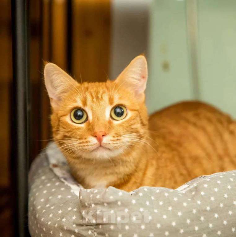 Кошки в Москве: Ласковый рыжий котик Юпитер Мальчик, Бесплатно - фото 2