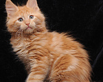 Кошки в Дмитрове: котик мейн кун Мальчик, 49 000 руб. - фото 2