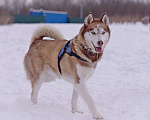 Собаки в Москве: Роскошный Рахат  Мальчик, 1 руб. - фото 3