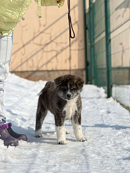 Мальчик тигровый