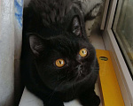 Кошки в Уржуме: Шикарный чёрный красавчик, 3 000 руб. - фото 1