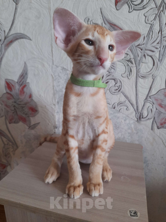 Кошки в Томске: Ориентальные котята Мальчик, 70 000 руб. - фото 2