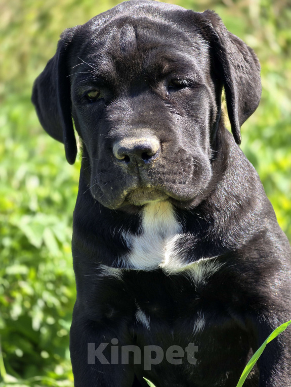 Собаки в других городах Ленинградской области: Кане корсо Девочка, 50 000 руб. - фото 2