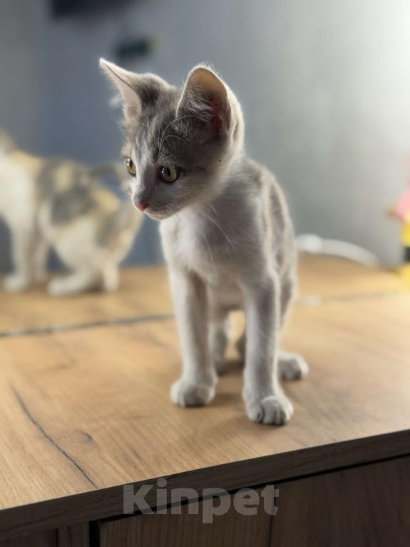 Кошки в Новочеркасске: Трёхцветный котёнок от родителей крысоловов Девочка, 100 руб. - фото 3