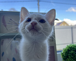 Кошки в Москве: Три маленьких котенка ищут своих родителей🐱 Разнополые, Бесплатно - фото 6