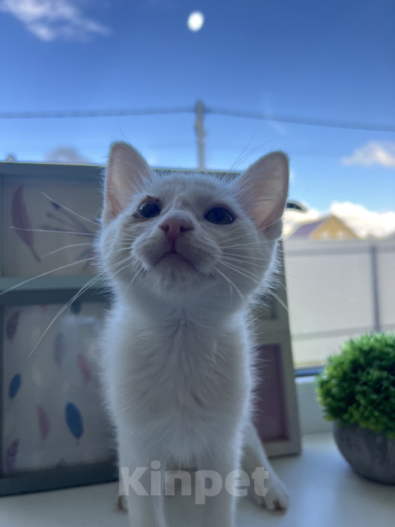 Кошки в Москве: Три маленьких котенка ищут своих родителей🐱 Разнополые, Бесплатно - фото 6