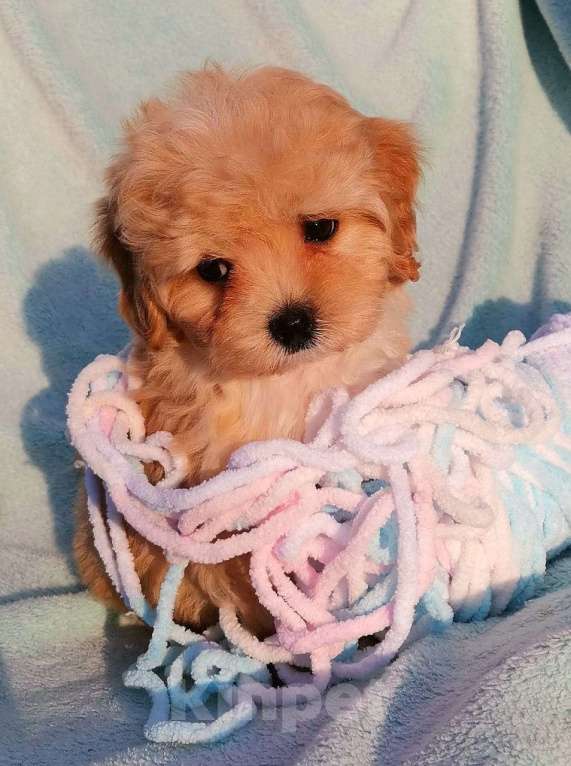 Собаки в Москве: Игрушечнные, милейшие мальтипушки разного возраста. Мальчик, 50 000 руб. - фото 4