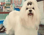 Собаки в Санкт-Петербурге: Мальтезе Чемпион предлагается для вязки Мальчик, Бесплатно - фото 1