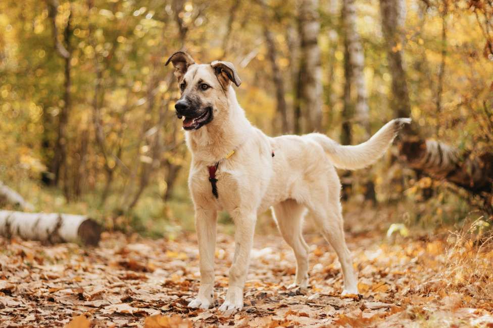 Собаки в Москве: Собака в добрые руки Девочка, Бесплатно - фото 8