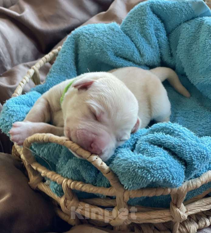 Собаки в Казани: Лабрадор-ретривер кобель   Мальчик, 50 000 руб. - фото 4