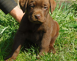 Собаки в Санкт-Петербурге:  коричневые щенки Мальчик, 40 000 руб. - фото 1