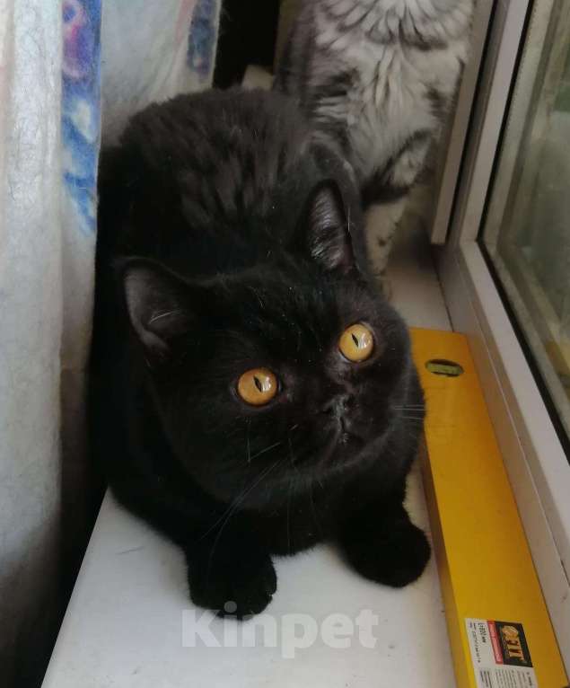 Кошки в Уржуме: Шикарный чёрный красавчик, 3 000 руб. - фото 1