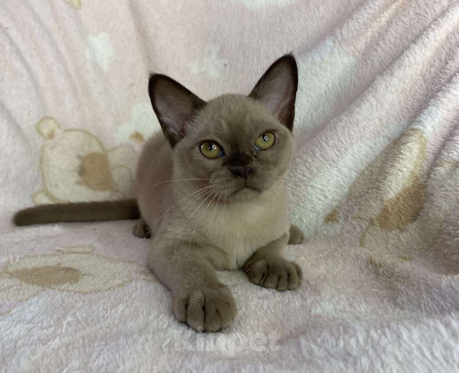 Кошки в Дмитрове: Шоколадная бурманская девочка Bell Девочка, 35 000 руб. - фото 7