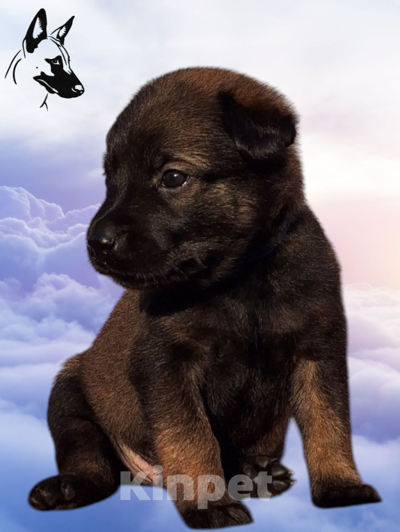 Собаки в Донецке: Бронь на щенка Мальчик, 55 000 руб. - фото 7