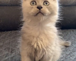 Кошки в Хабаровске: Котик полидакт Мальчик, 250 000 руб. - фото 9