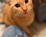 Кошки в Санкт-Петербурге: Хороший ласковый котёнок-рыжик Мальчик, Бесплатно - фото 4