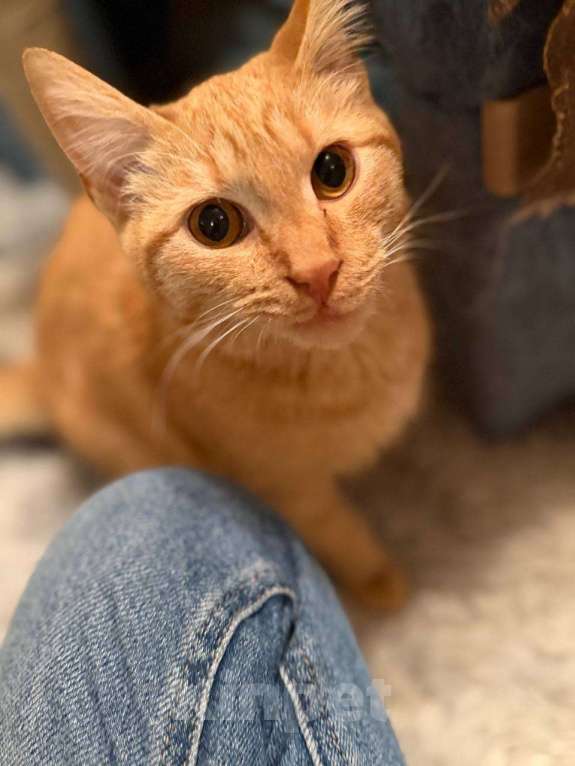 Кошки в Санкт-Петербурге: Хороший ласковый котёнок-рыжик Мальчик, Бесплатно - фото 4