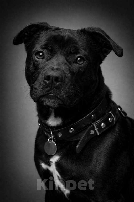 Собаки в Москве: Мальчик Рони ищет дом Мальчик, Бесплатно - фото 1