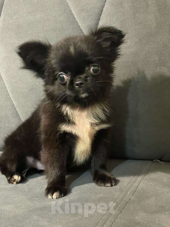 Собаки в Ростове-на-Дону: Девочки чишечки Девочка, 25 000 руб. - фото 5