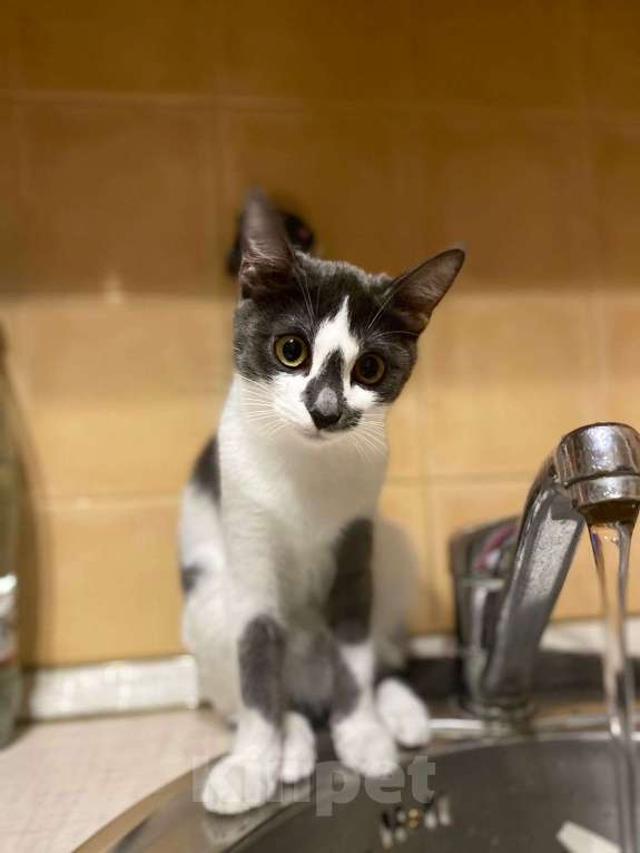 Кошки в Москве: Смешная девчонка  - котенок Зефирка, 3 месяца Девочка, Бесплатно - фото 8