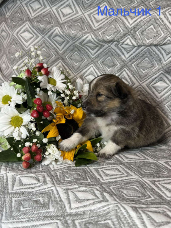 Собаки в Ярославле: Щенки Шелти Мальчик, 77 000 руб. - фото 3