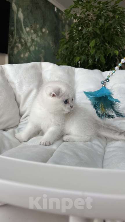 Кошки в Нижнем Новгороде: Скоттиш фолд, мальчик!  Мальчик, 30 000 руб. - фото 4