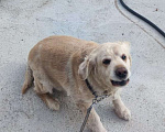 Собаки в Чите: пропала собака Байкал Мальчик, 1 руб. - фото 1