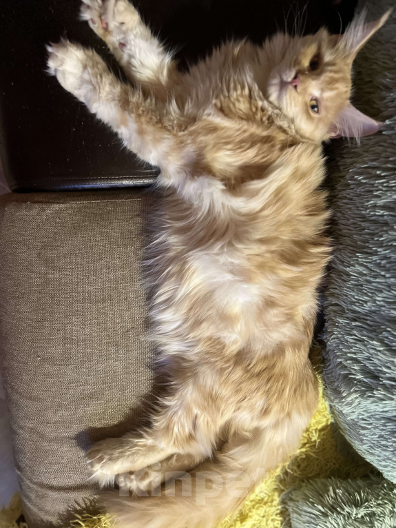 Кошки в Москве: Красная тикированная девочка  Девочка, 25 000 руб. - фото 6