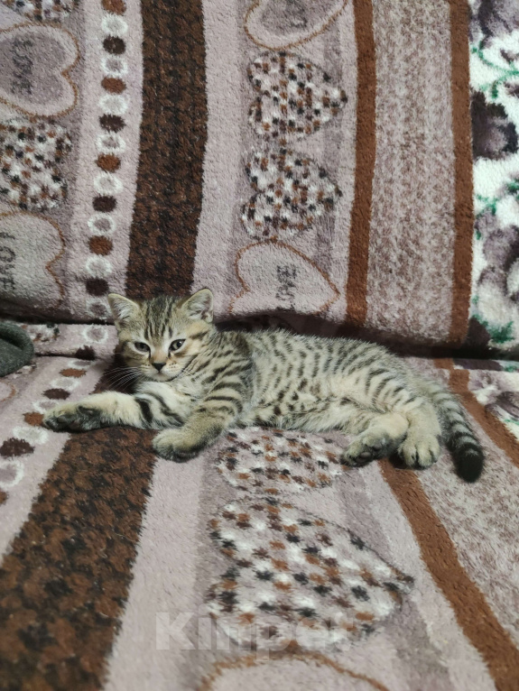 Кошки в других городах Московской области: Котенок Мальчик, Бесплатно - фото 1