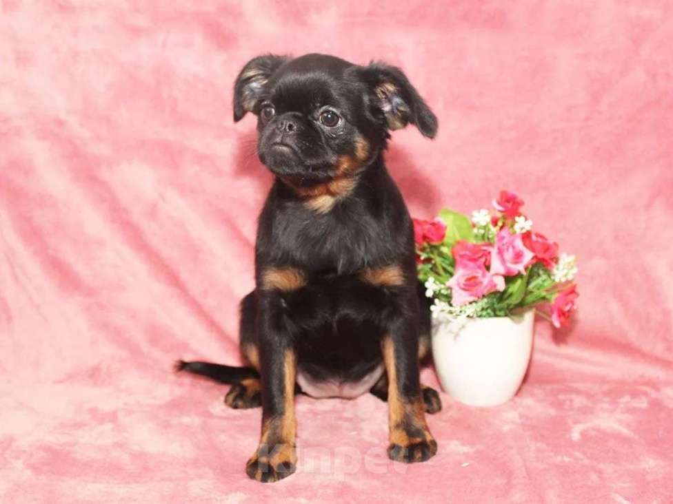 Собаки в Санкт-Петербурге: Красотка Девочка, 80 000 руб. - фото 3