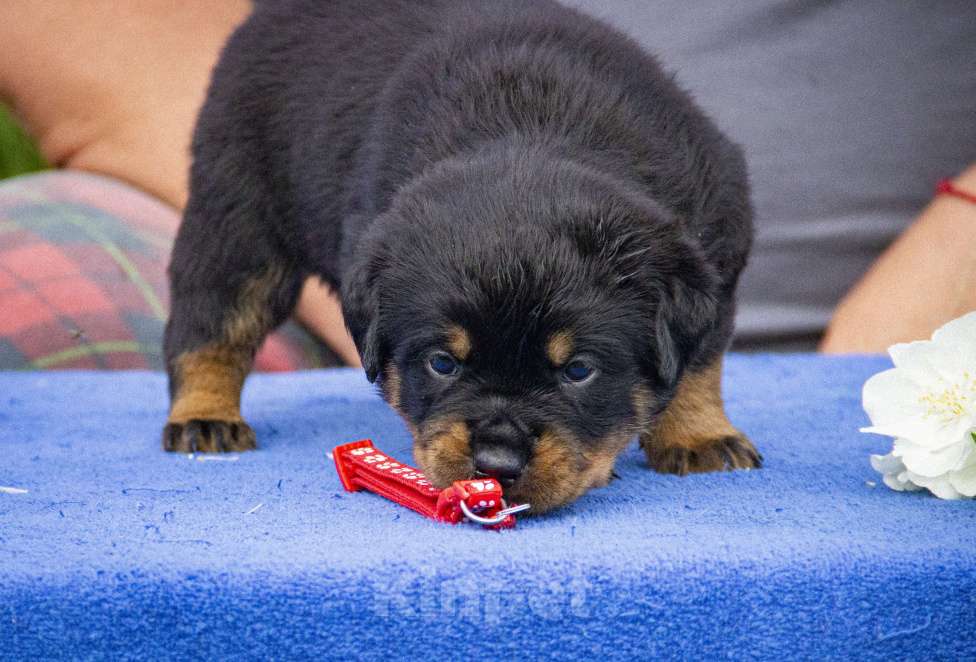 Собаки в Смоленске: Звезда Давида Букля Девочка, 120 000 руб. - фото 7