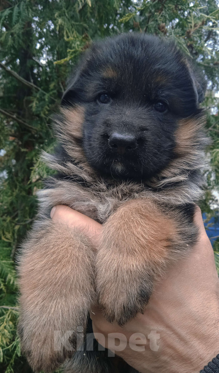 Собаки в Санкт-Петербурге: Шикарные щенки немецкой овчарки Девочка, 45 000 руб. - фото 1