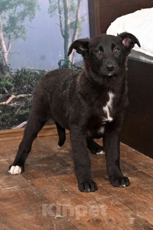 Собаки в других городах Московской области: Марлин  4 мес. Добрая ,игривая, нежная девочка! Ждет своего настоящего Друга! Девочка, 1 000 руб. - фото 3