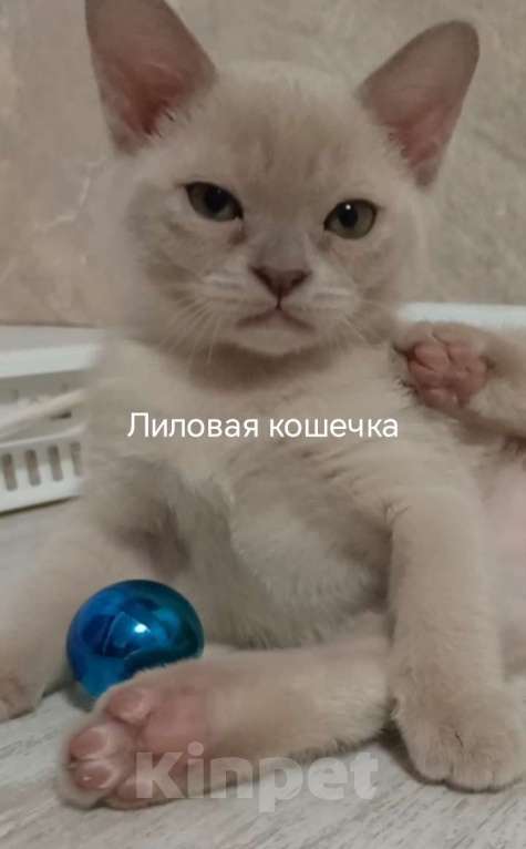 Кошки в Москве: Котик шоколад Мальчик, 45 000 руб. - фото 5