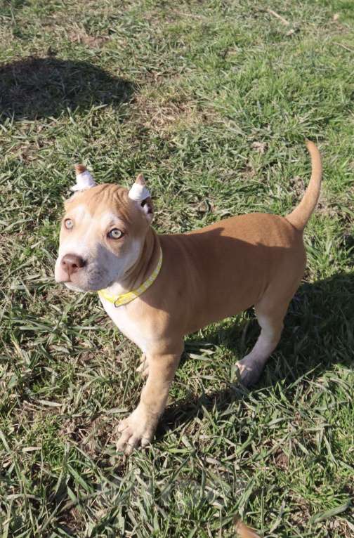 Собаки в Краснодаре: Щенки питбуля Девочка, 80 000 руб. - фото 1