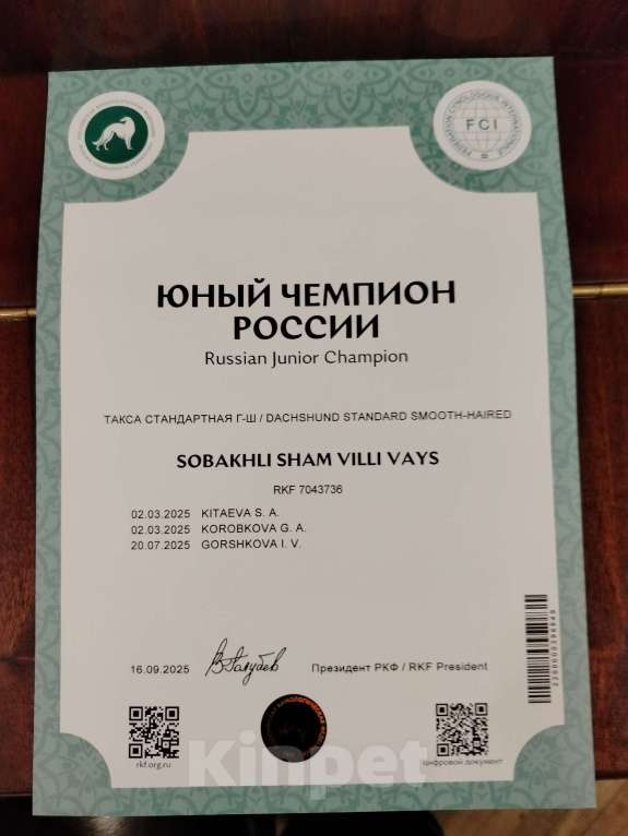 Собаки в Санкт-Петербурге: Вязка такса - юного чемпиона России, РКФ Мальчик, Бесплатно - фото 3