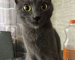 Кошки в Кириши: Отдам в хорошие руки кошечку Девочка, 10 руб. - фото 5