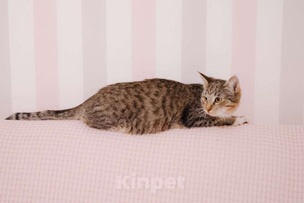 Кошки в Москве: Котенок в добрые руки Девочка, Бесплатно - фото 4