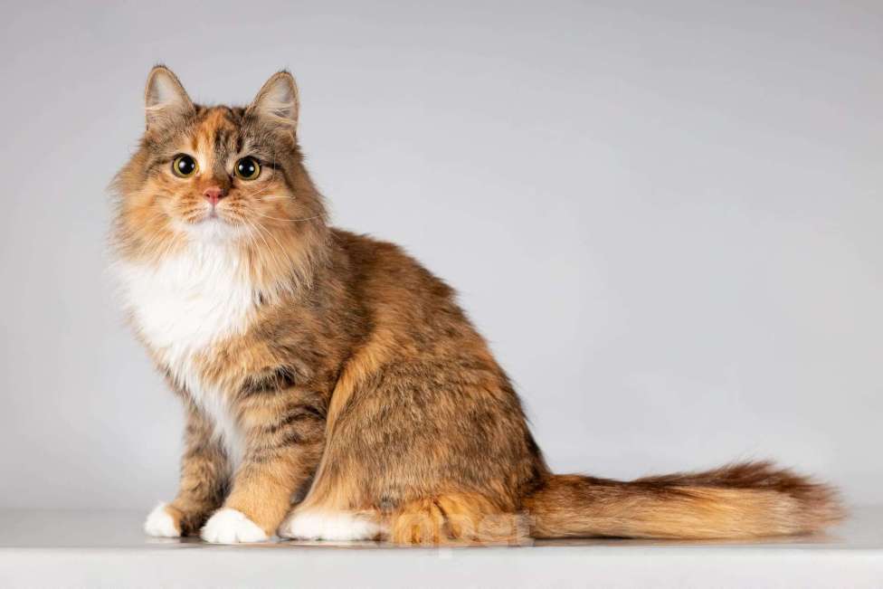 Кошки в Москве: Красавица Фиона в добрые руки. Девочка, Бесплатно - фото 6