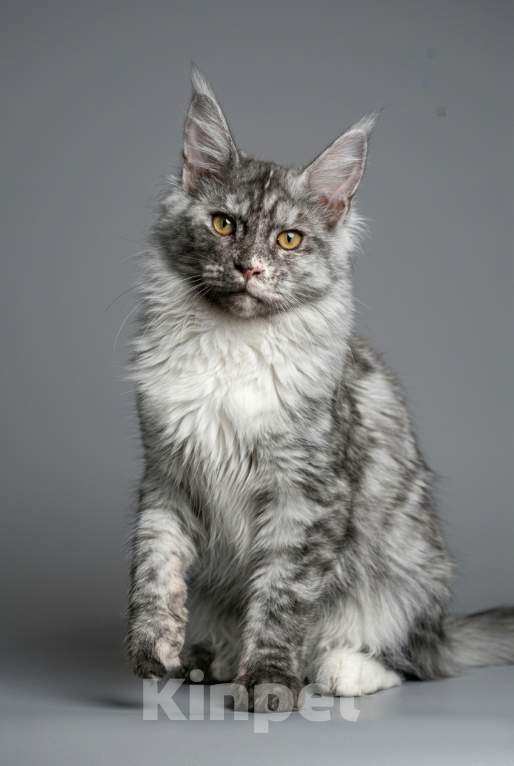 Кошки в Москве: Мистическая красавица мейн-кун: крупные лапы, кисточки и золотой характер! Девочка, 35 000 руб. - фото 3