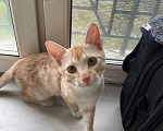 Кошки в Дмитрове: Котик ищет семью Мальчик, Бесплатно - фото 1