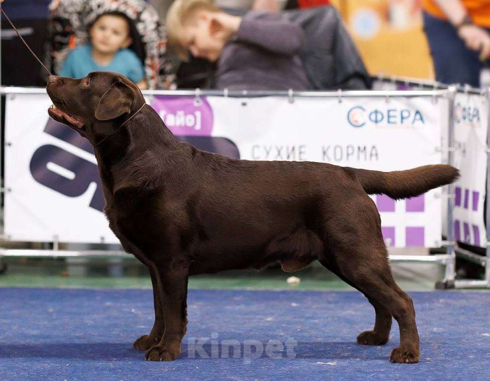 Собаки в Ореховом-Зуево: Щенки лабрадора премиум класса Мальчик, Бесплатно - фото 3