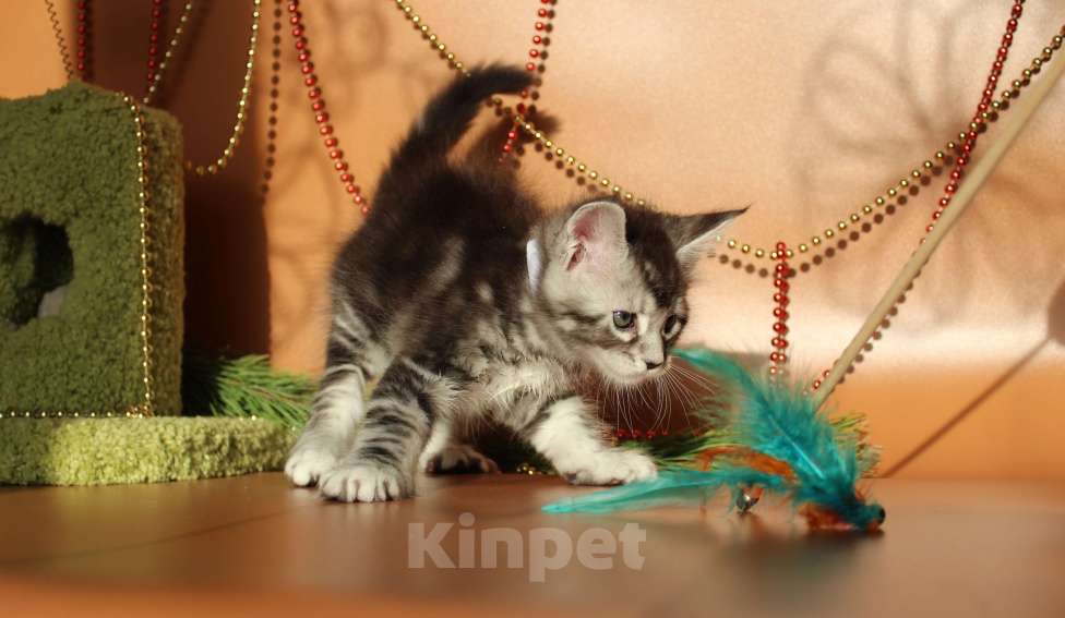 Кошки в Екатеринбурге: Котёнок мейн-кун Кристофер мальчик Мальчик, 50 000 руб. - фото 2