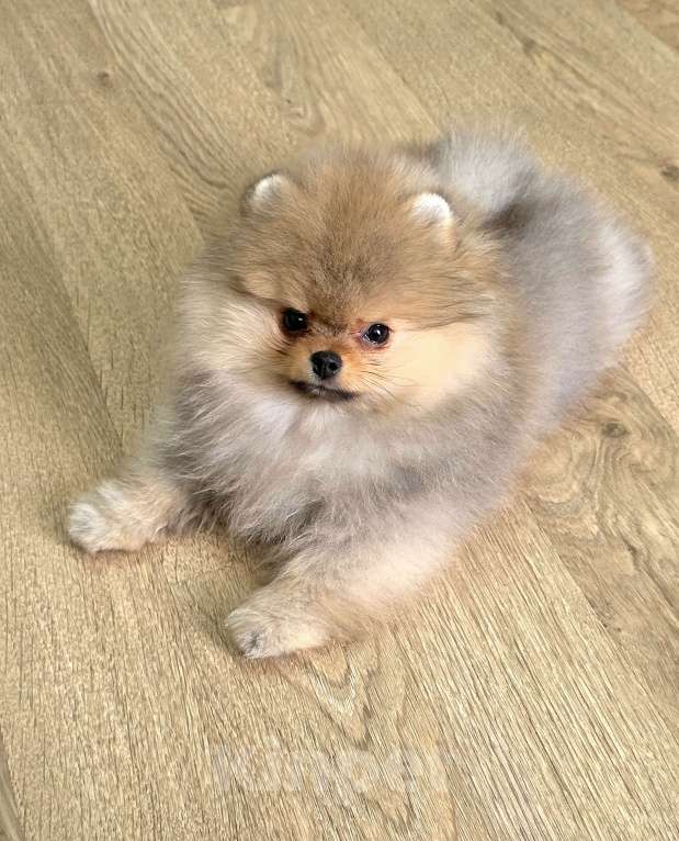 Собаки в Москве: Мальчик мини медвежонок Мальчик, 80 000 руб. - фото 10