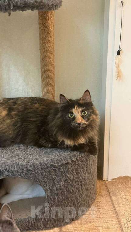 Кошки в Москве: кошка Пестрвшка ищет дом Девочка, Бесплатно - фото 3